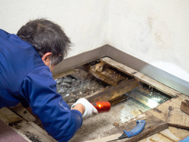 Best Mold Removal Company Near Me  in West Long Branch, NJ