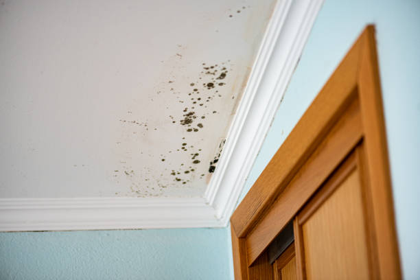 Best Office Mold Removal Services  in West Long Branch, NJ