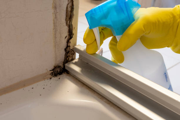 Best Mold Remediation  in West Long Branch, NJ