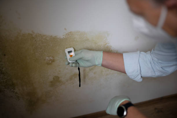 Best Black Mold Removal  in West Long Branch, NJ