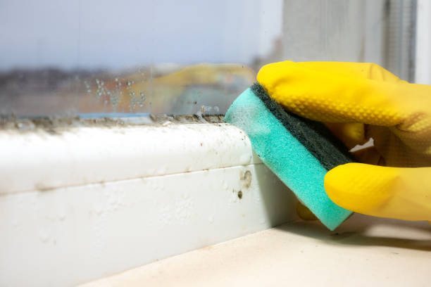 Best Professional Mold Removal  in West Long Branch, NJ