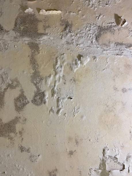 Best Mold Damage Repair  in West Long Branch, NJ