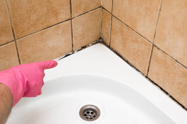 Best Certified Mold Removal  in West Long Branch, NJ